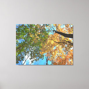 Autumn Treetops Lg Canvas Print