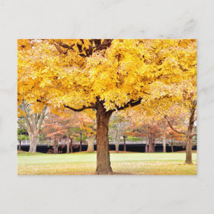 Autumn Vibes Postcard
