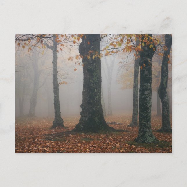 Autumn view of foggy forest, Grandfather 2 Postcard (Front)