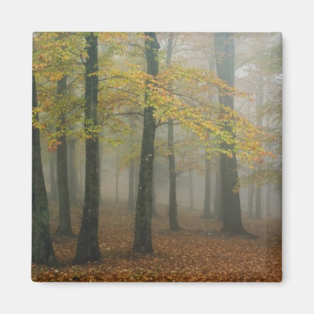 Autumn view of foggy forest, Grandfather 3 Magnet (Front)