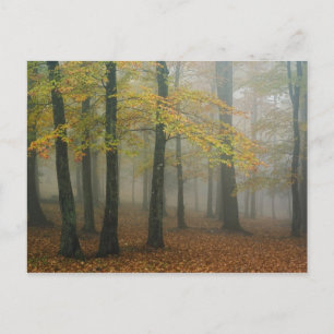 Autumn view of foggy forest, Grandfather 3 Postcard