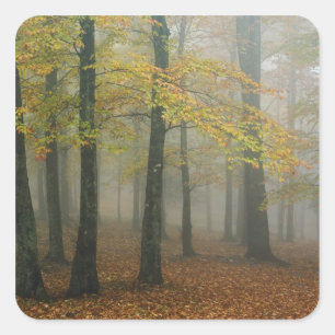 Autumn view of foggy forest, Grandfather 3 Square Sticker