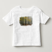 Autumn view of foggy forest, Grandfather 3
