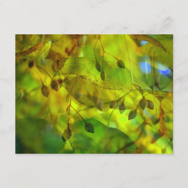Autumn Vision Postcard (Front)