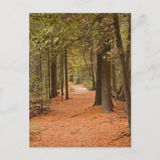 Autumn Walk Postcard