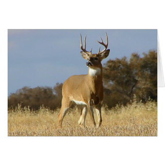 Autumn Whitetail Buck