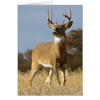 Autumn Whitetail Buck