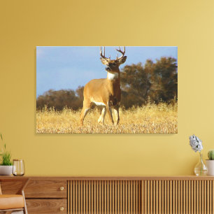 Autumn Whitetail Buck Canvas Print