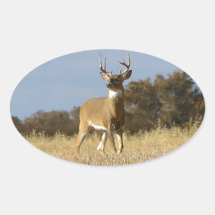 Autumn Whitetail Buck Oval Sticker