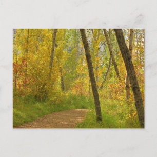 Autumn Woodlands Postcard