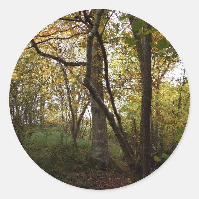 Autumn Woods Sticker (Front)