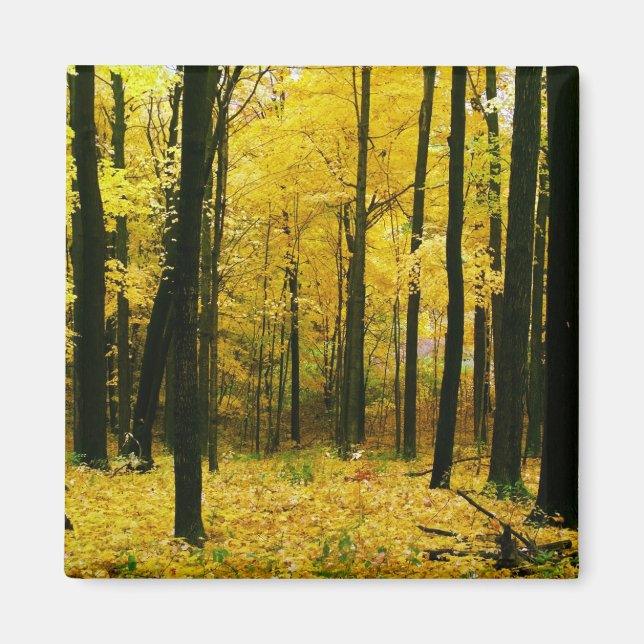Autumn Yellow Forest Magnet (Front)