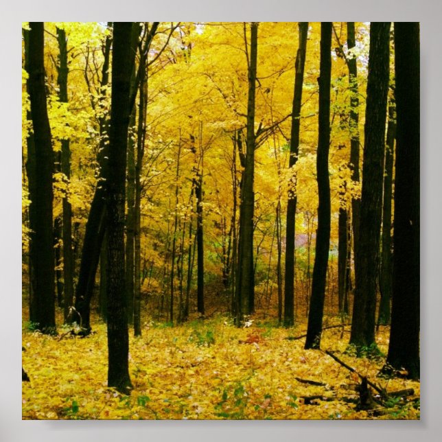 Autumn Yellow Forest Poster (Front)