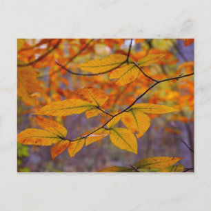 Autumn Yellow Leaves Postcard