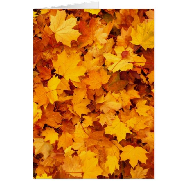 Autumn Yellow Maple Leaves (Front)