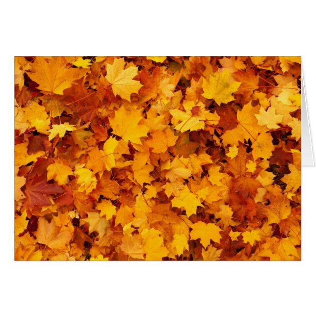 Autumn Yellow Maple Leaves (Front Horizontal)