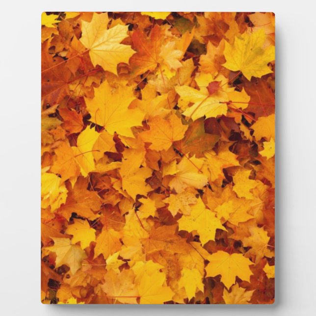 Autumn Yellow Maple Leaves Plaque (Front)