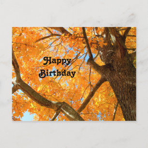 Autumn Yellow Maple Tree Photo Birthday Postcard