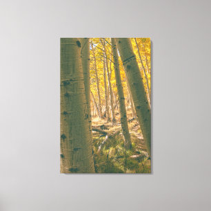 Autumnal Aspens Canvas Print