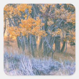 Autumnal Aspens Forest Square Sticker