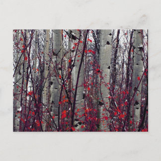 Autumnal Aspens Postcard