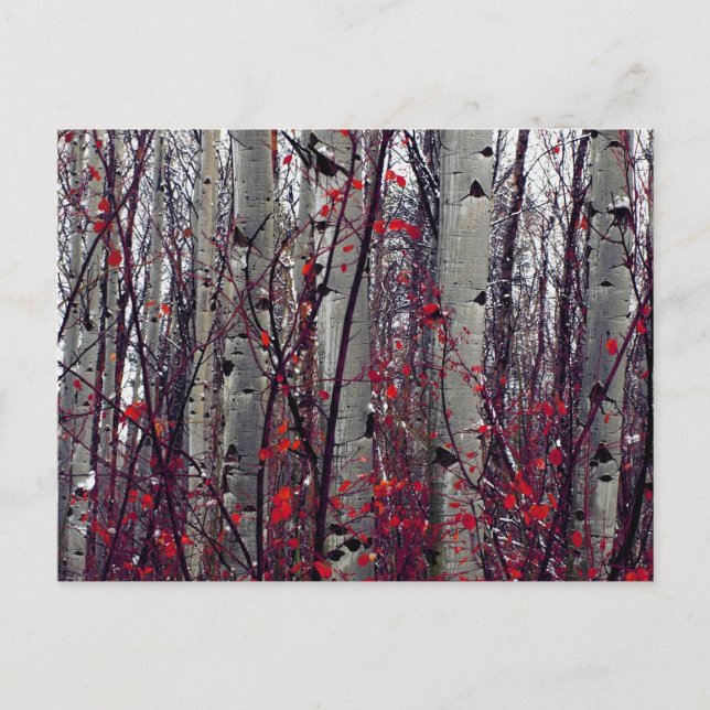 Autumnal Aspens Postcard (Front)