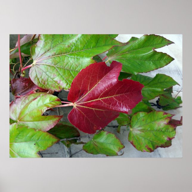 autumnal colours poster (Front)