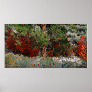 Autumnal Fire Colour Photo from Utah Poster