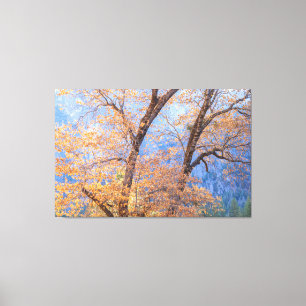 Autumnal Oak Canvas Print