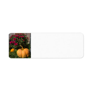 Autumnal pumpkins and mums
