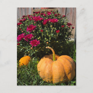 Autumnal pumpkins and mums holiday postcard