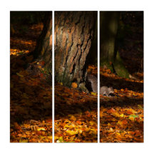 Autumnal squirrel Triptych