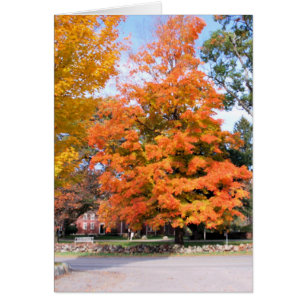 AUTUMN'S GLEAM
