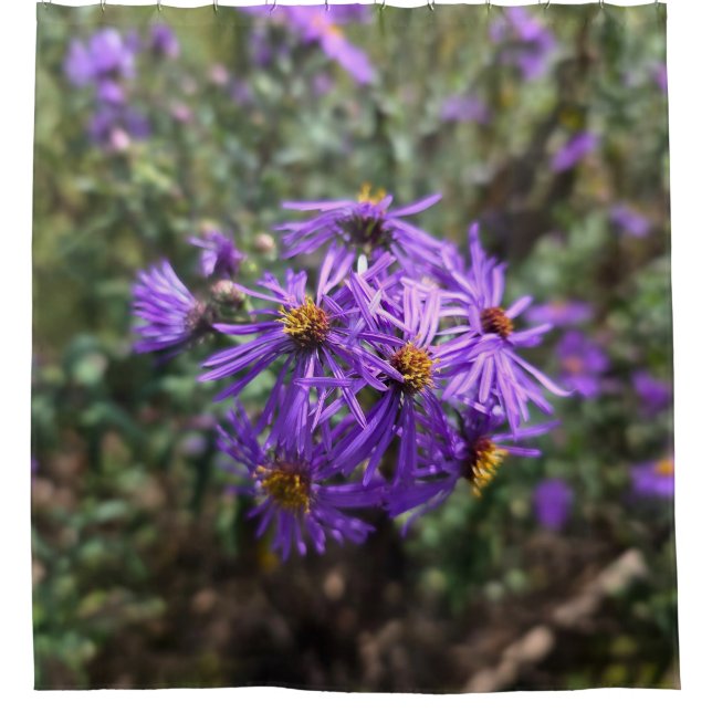 Autumn's Purple Glow (Front)