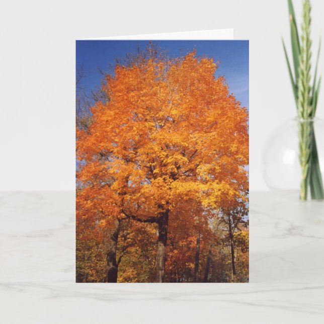 autumntrees1card card (Front)