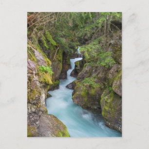 Avalanche Creek, Glacier National Park, Montana Postcard