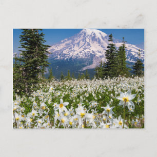 Avalanche lilies and Mount Rainier 2 Postcard
