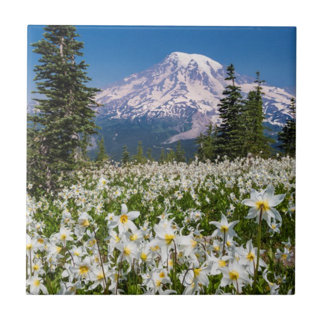 Avalanche lilies and Mount Rainier 2 Tile (Front)