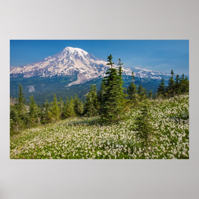 Avalanche lilies and Mount Rainier Poster (Front)