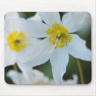 Avalanche Lilies at Paradise Park Mouse Pad