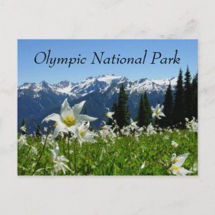 Avalanche Lilies, Mountains, Olympic National Park Postcard