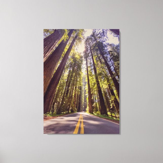 Ave of the Giants Canvas Print (Front)