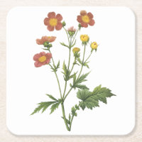 avens(Geum coccineum) by Redouté