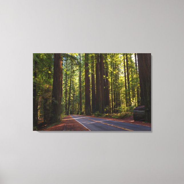 Avenue of Giant Redwood California Canvas Print (Front)
