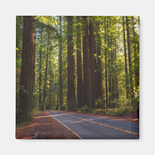 Avenue of Giant Redwood California Magnet (Front)