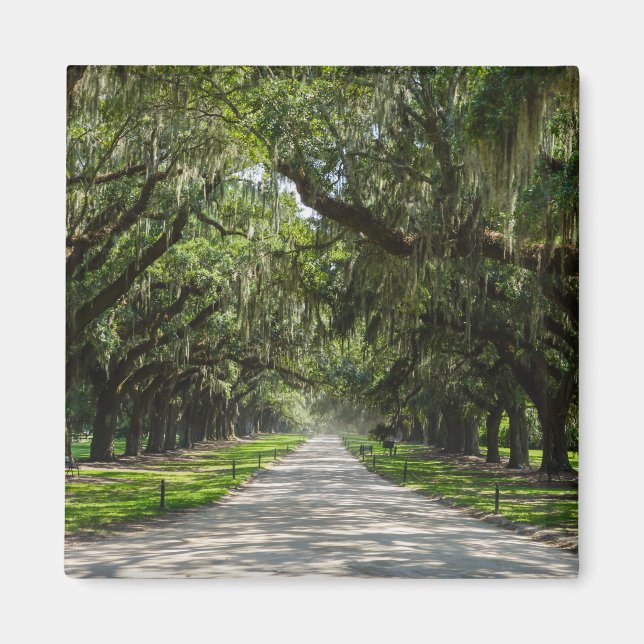 Avenue Of Oaks Magnet (Front)