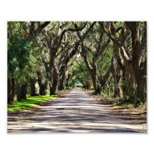 Avenue of Oaks Photo Print