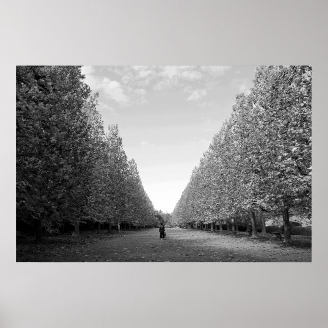 Avenue of Plane Trees: Tokyo (black/white) Poster (Front)