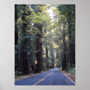 Avenue of the Giants- Humboldt Redwoods State Park Poster