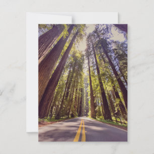 Avenue of the Giants Redwood Forest Postcard